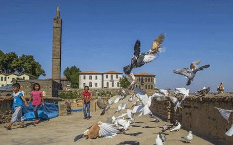 Diyarbakır, güvercin yetiştiriciliğinde dünya birincisi