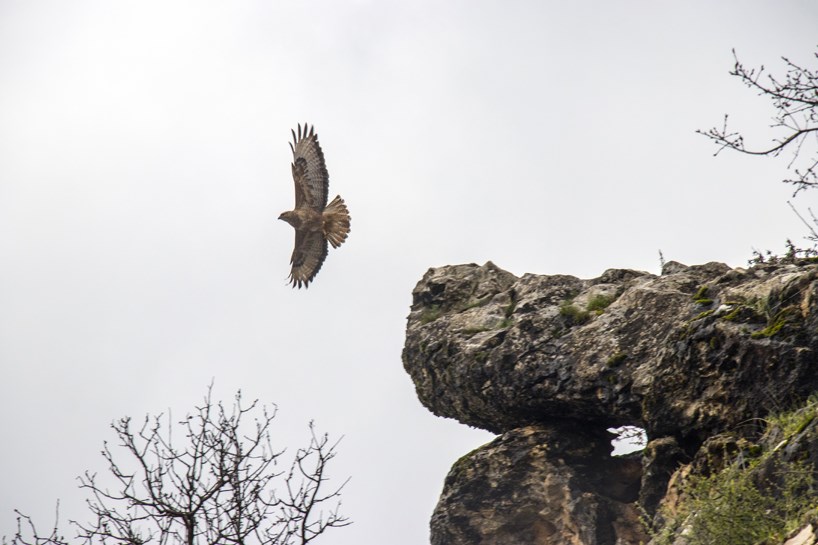 Amed ji teyrên baz re malxwedîtiyê dike
