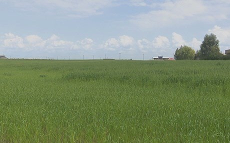 Kerkük Valiliği Kürt çiftçilerin hasadını satın almayacak