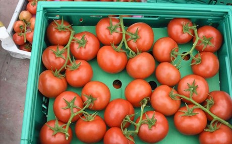 Türkiye'den Rusya'ya domates ihracatı 5 misli arttı
