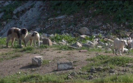 Xelkê Duhokê ji kûçikên bêxwedî gilî û gazinan dikin