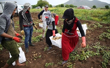 Fotoğraflarla Adana’da patates hasadı