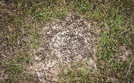 Kulî gefê li çend parêzgehên Îranê dixwin