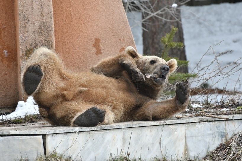 WÊNE – Li Qersê hirça birçî daket navenda bajêr