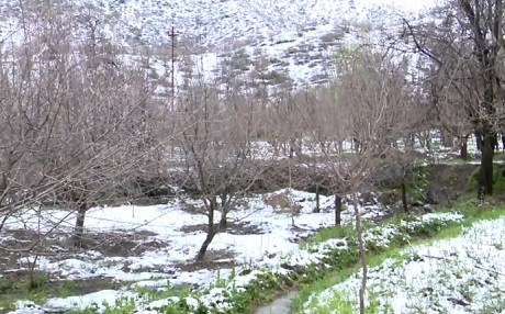 AMÊDÎ - Berf û sermayê ziyaneke mezin gihandiye berhemên sêvê
