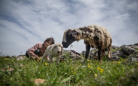 FOTO - Göçebe hayatların ‘yaz maratonu’ başladı
