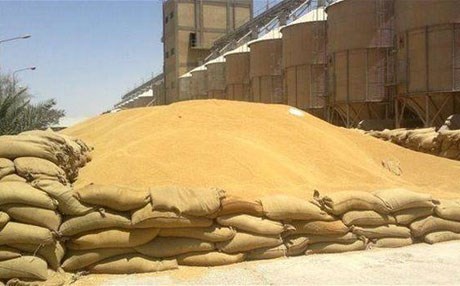 Iraq îsal 348 hezar ton genim ji cotkarên Kurdistanê dikire