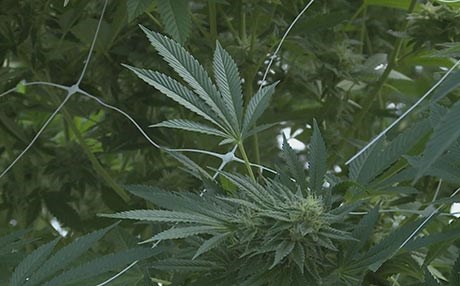 لە ئۆرۆگوای کارگەیەک زەیت لەگەڵای ماریوانا درووست دەکات