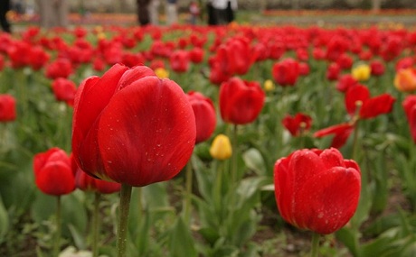 Li Ormiyê yekemîn festîvala gul û lale hat lidarxistin
