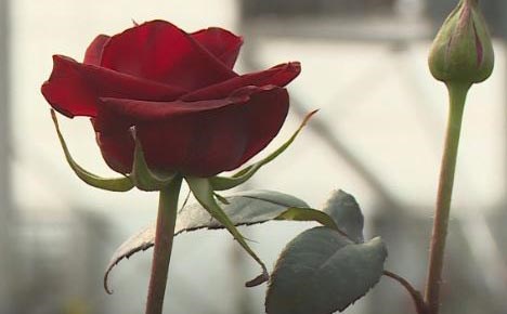 گەورەترین نەمامگەی گوڵی سرووشتی لەسەر ئاستی عێراق لە هەولێرە