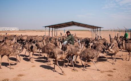Businessman Pioneers Emu Farming in Kurdistan