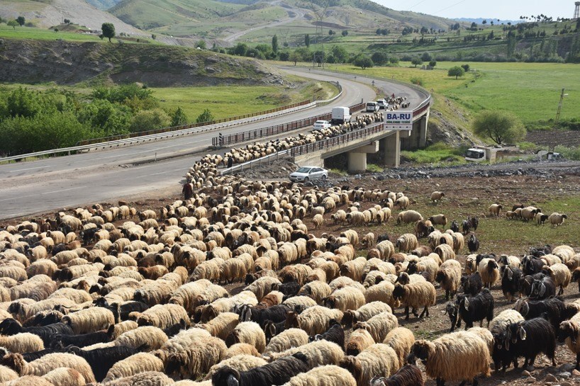 Fotoğraflarla göçerlerin yayla yolculuğu