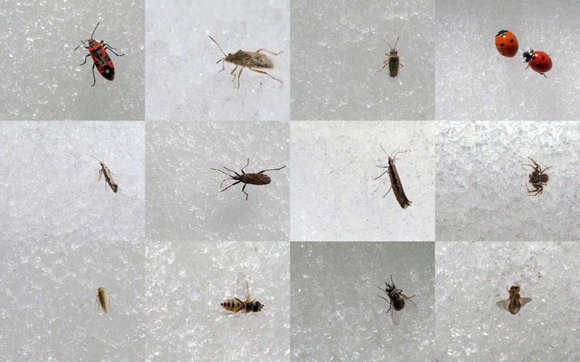 FOTO - ‘Dokuzuncu gezegen’de sıra dışı bahar