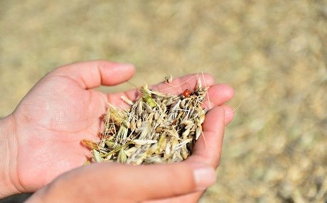 Li Mêrdînê cehê ewil ê salê hat dirûn