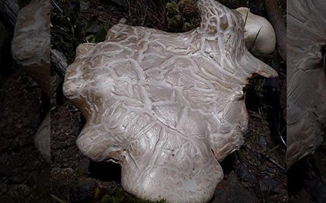 Erzincan’da bulunan dev mantar şaşırttı