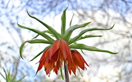 Li Colemêrgê Festîvala Guldexwîn tê sazkirin