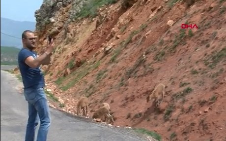 Li Dêrsimê pezkovî daketin ser rêyan