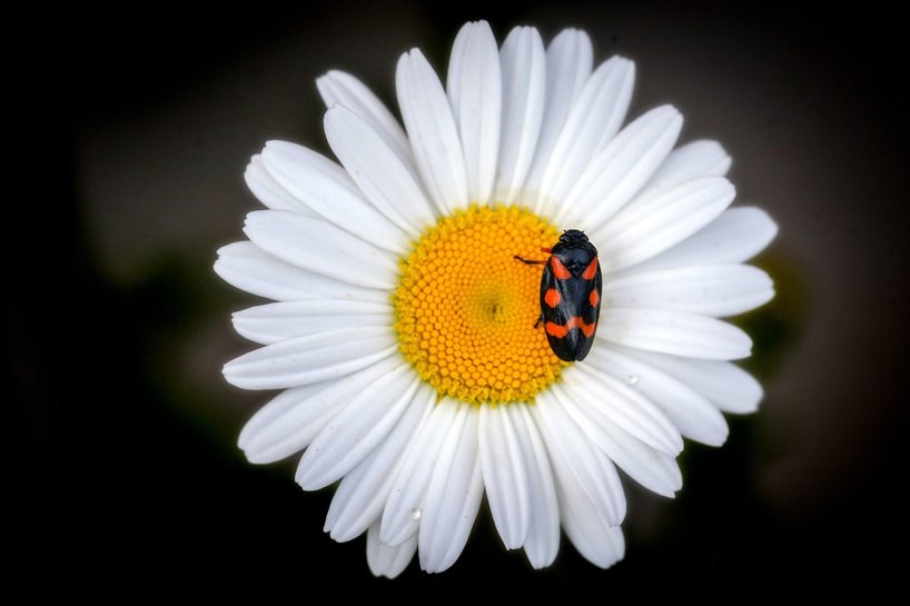 FOTO – Van’da baharla açan çiçekler ve renk cümbüşü