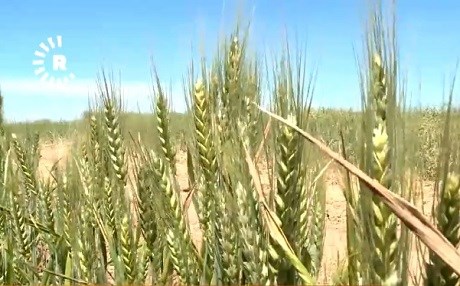 Partiyeke ser bi Rêveberiya Xweser li ser nirxê genim dilgiraniya xwe nîşan da