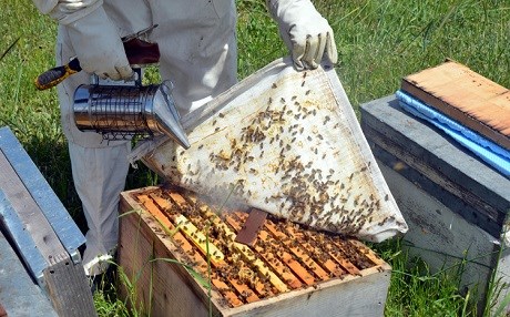 Muş’ta 700 ton bal üretimi bekleniyor