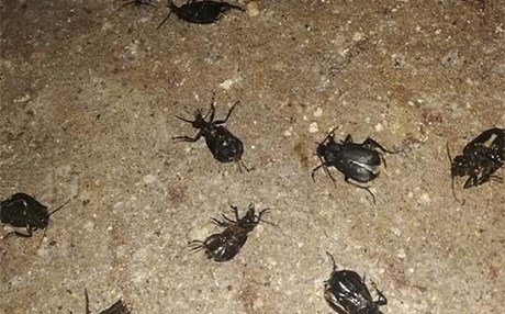 لەبارەی زۆربوونی قالۆنچەی رەش لە کوردستان روونکردنەوە دەدرێت