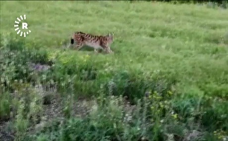 Dersim'de vaşak yakından görüntülendi