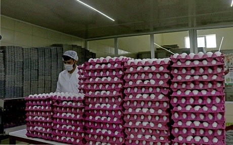 Irak'ın ithalatı durdurması Türkiye’de yumurta fiyatını düşürdü