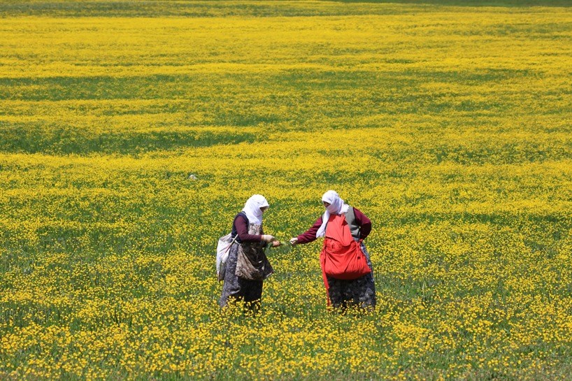 FOTO - Yemyeşil doğada otlu peynir hazırlığı