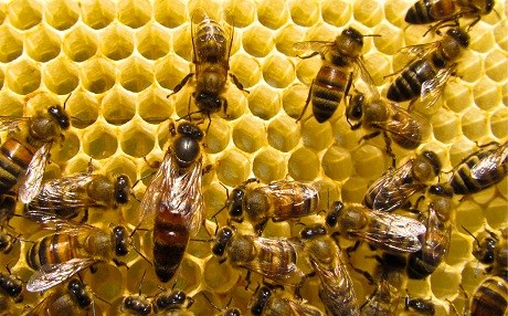 Li Dêrsimê kesekî ku mêşên hingiv pêve da mir