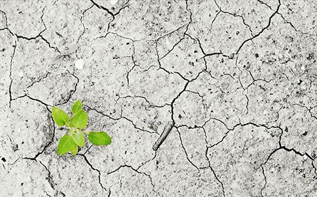 BÜYÜK TEHLİKE - 571 bitki türü yok oldu