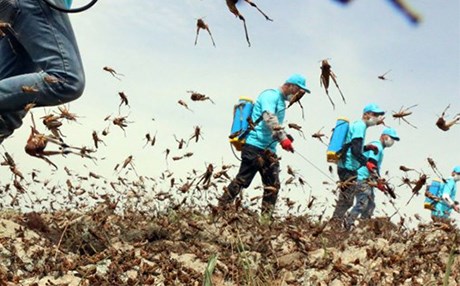 İran'daki çekirge istilasında 'yeni dalga' uyarısı
