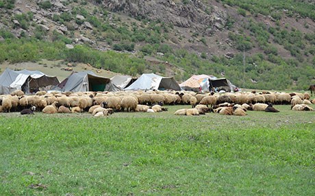 Feraşin Yaylası göçerlere ev sahipliği yapıyor