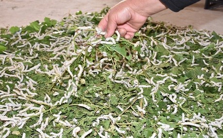 Diyarbakır yaş koza üretiminin merkezi oldu