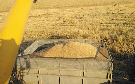 رێگە بە جووتیاران دەدرێت گەنم ببەنە دەرەوەی هەرێمی کوردستان