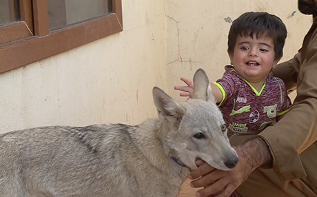 لە شارۆچکەی تەکیە گورگ و مەڕ پێکەوە ئاو دەخۆنەوە