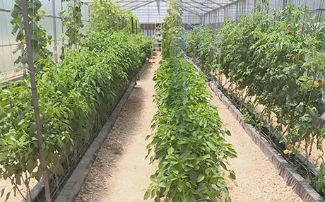 لە ئوردن نوێترین تەکنەلۆژی کشتوکاڵی فێری جووتیاران دەکرێت