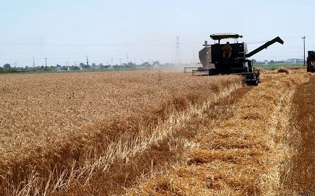 Îsal dirûna genim li Îlamê zû destpê kiriye