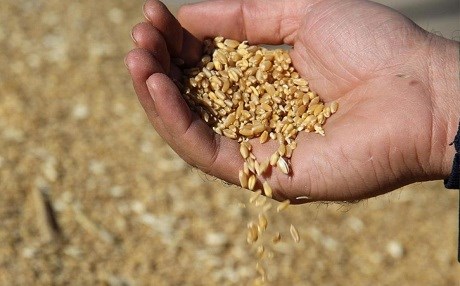 Rêveberiya Xweser û hikûmeta Sûriyê li ser wergirtina genim di rikeberiyê de ne