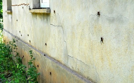 Çekirgeler 3 Kürt kentinde korku saçıyor