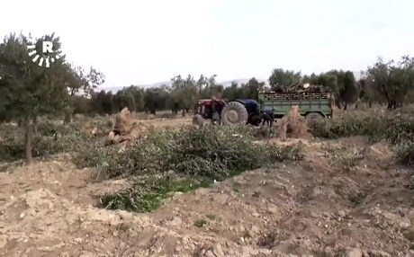 Grûpên çekdar çiyayên derdora Nahiyeya Şera ji daran rût kirine