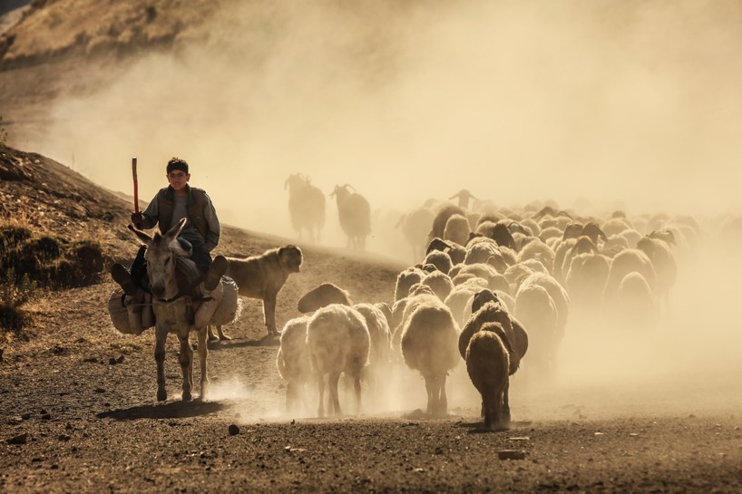 WÊNE - Li Çiyayê Nemrûdê dîmenên balkêş ên keriyê pez