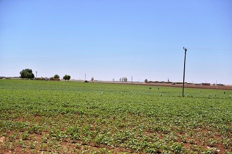Tirkiyê çandiniya li ser sînorê Bakur û Rojava sînordar kir
