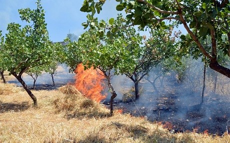 Li Sêrtê agir bi baxçeyên fisteq û tirî ket