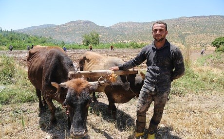 Li gundên Êlihê xelk mîna berê zibara birincê dikin