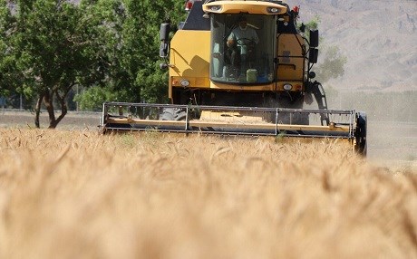 Îsal Mihabad 100 hezar ton genim berhem tîne