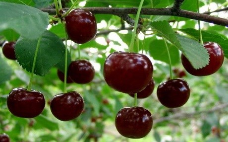 Îsal li Kela Xwê 20 hezar ton gêlas û wîşne hat berhemanîn