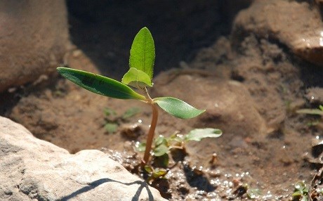Etiyopya hewl dide bi çandina 200 milyon şitlê daran rekorê bişkîne