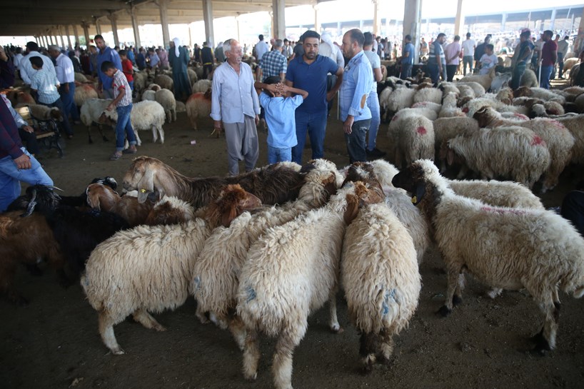 WÊNE – Li Rihayê bi nêzîkbûna Cejna Qurbanê bazara ajelan germ bû