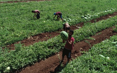 Diyarbakır'da karpuz bereketi