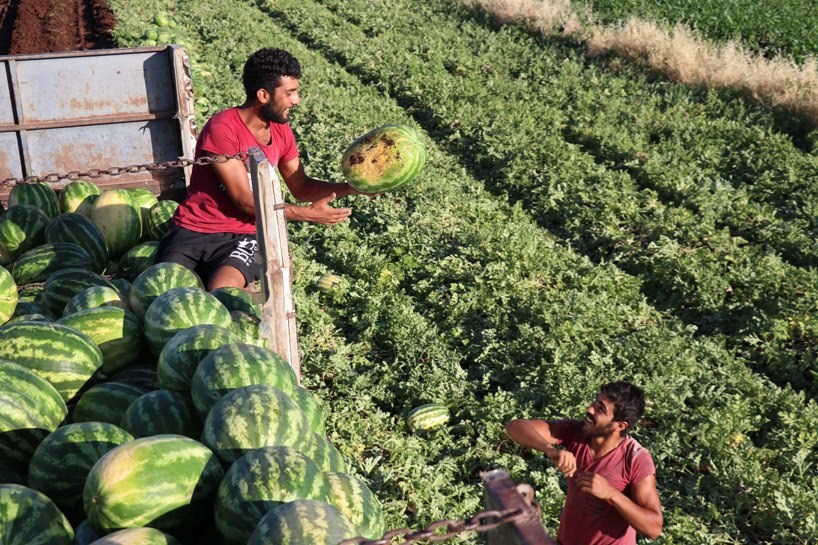 Fotoğraflarla Diyarbakır’da karpuz hasadı